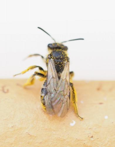 Réf. 226 885 : Andrena sp.
